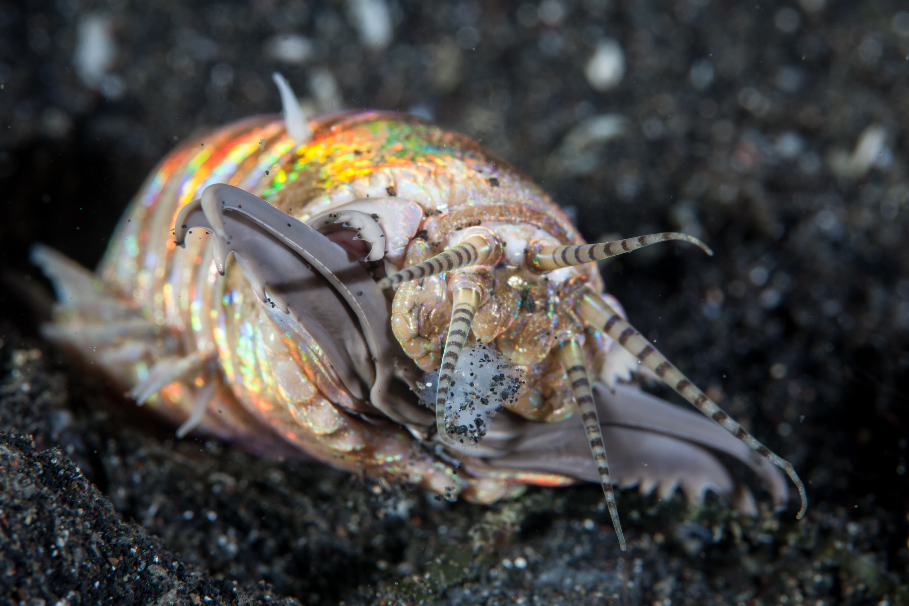 Bobbit Worm (Eunice aphroditois) close-up