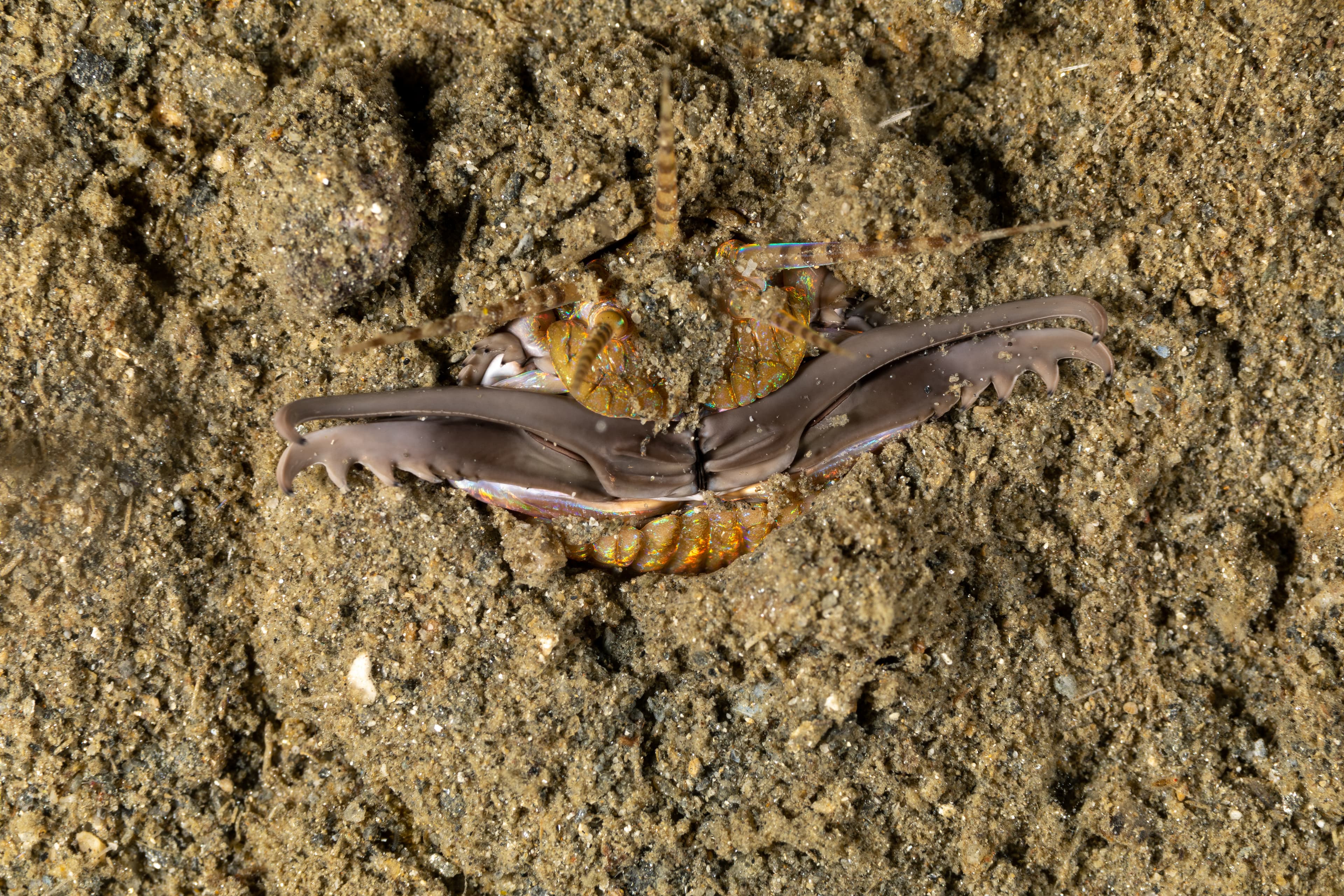 Bobbit Worm (Eunice aphroditois) almost completely burrowed in the sand, waiting for prey