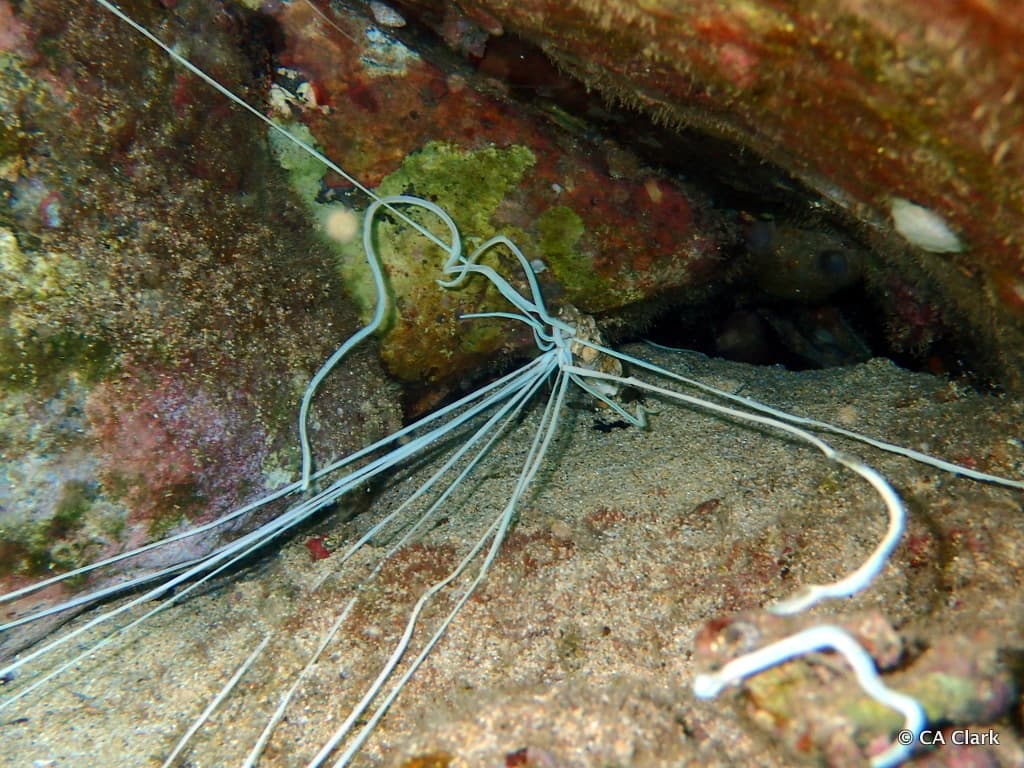 Medusa Worm (Loimia medusa)