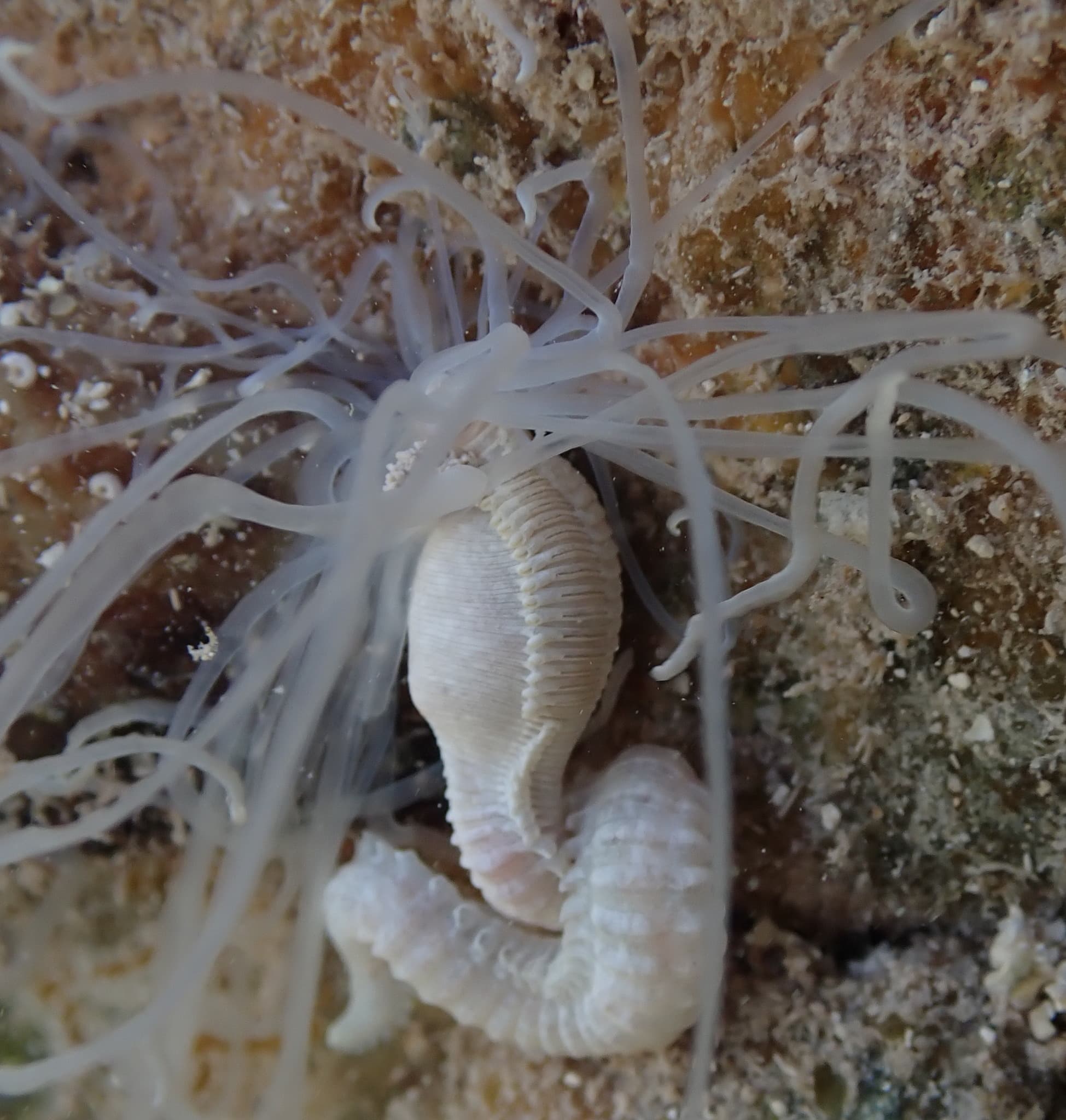 Medusa Worm (Loimia medusa)