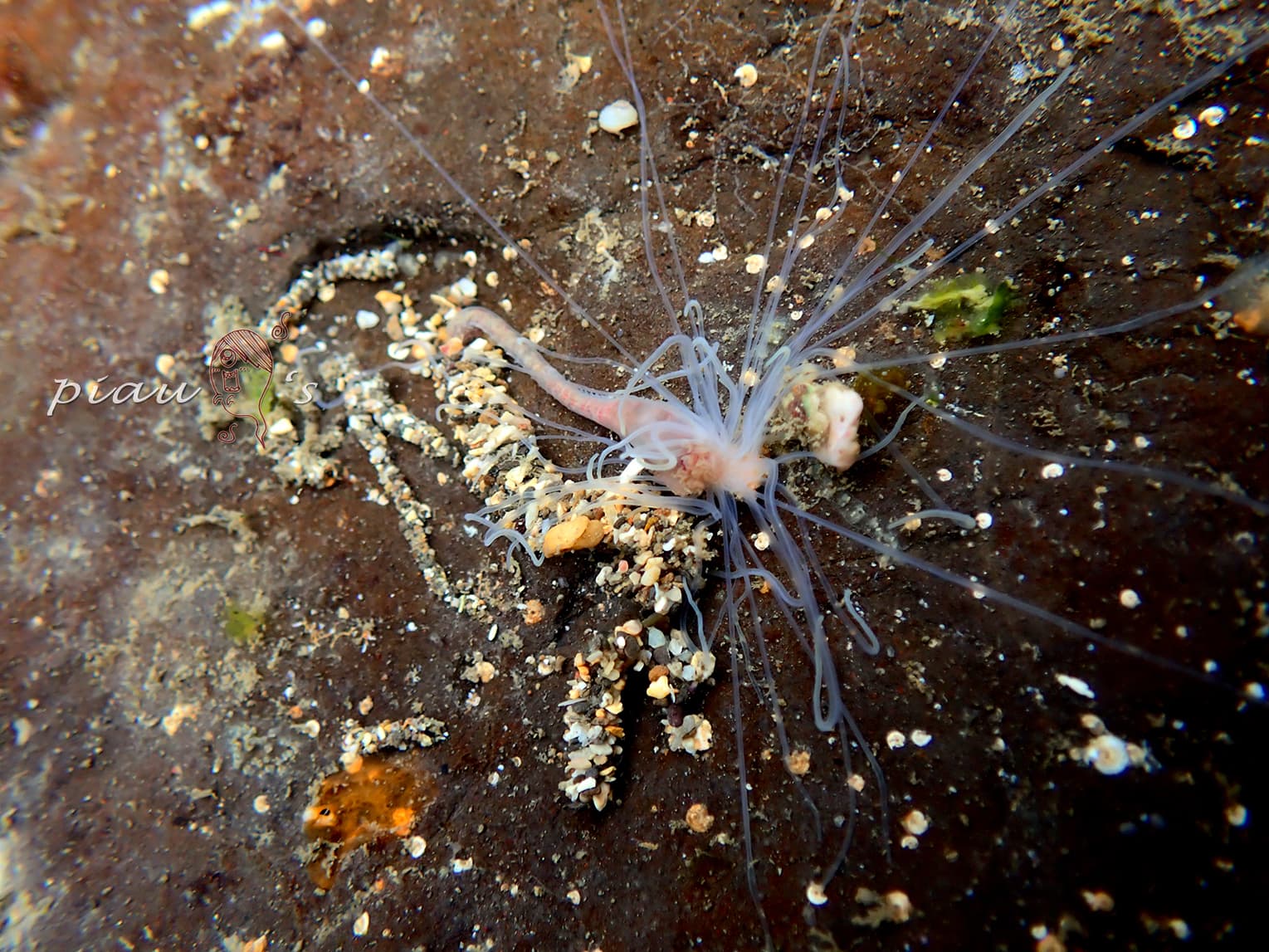 Medusa Worm (Loimia medusa)