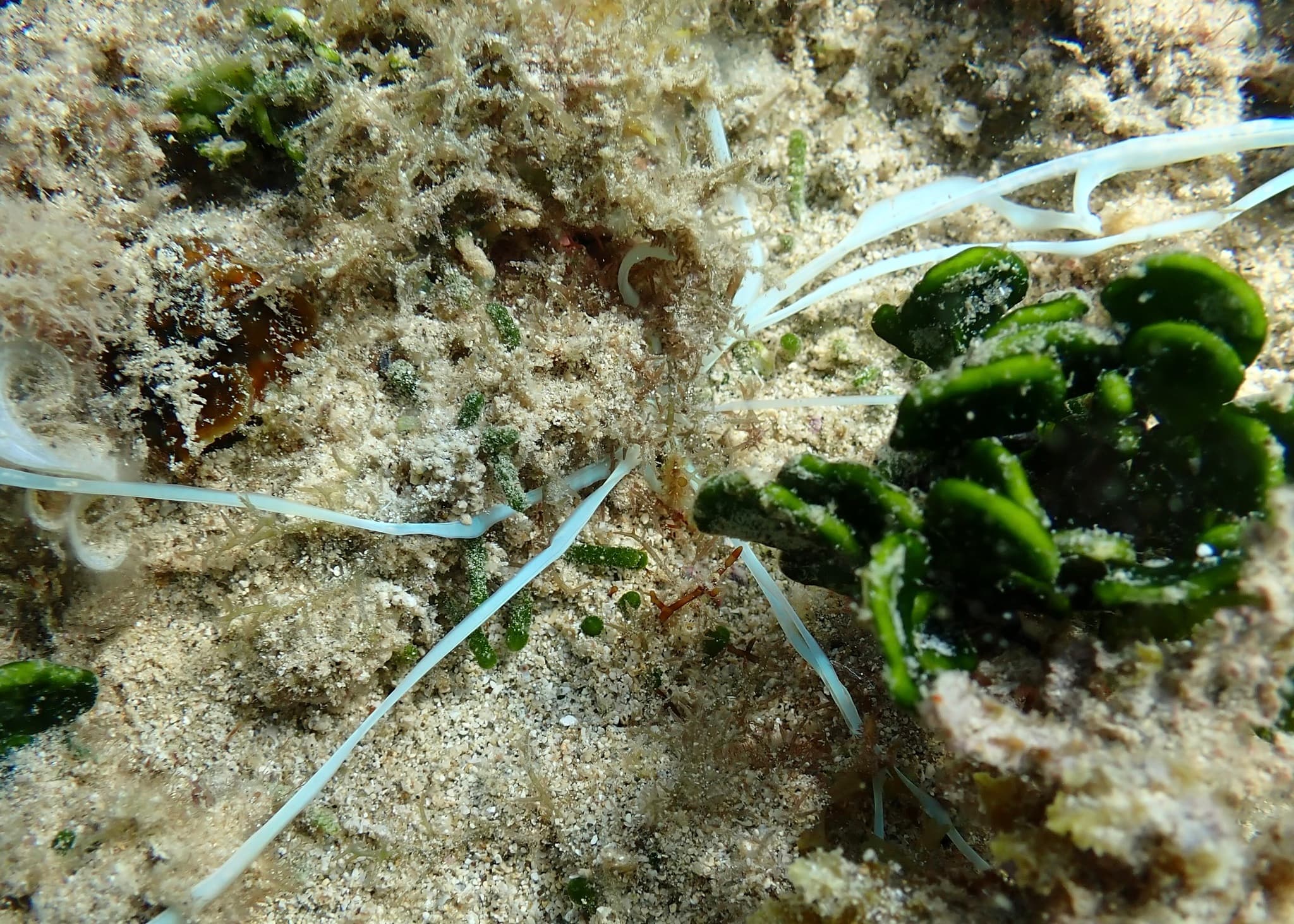 Medusa Worm (Loimia medusa)