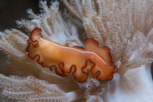 Orsak's Flatworm (Maiazoon orsaki)