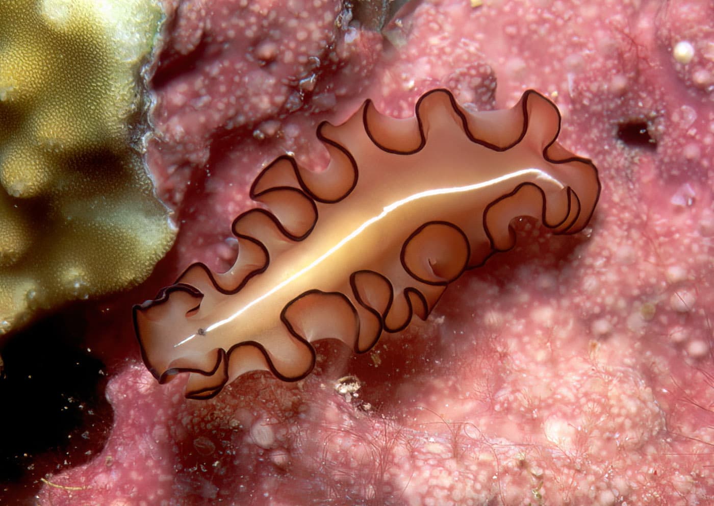 Orsak's Flatworm (Maiazoon orsaki)