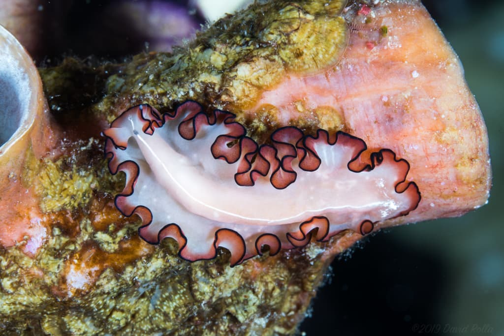 Orsak's Flatworm (Maiazoon orsaki)