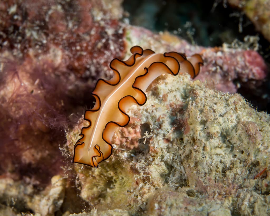 Orsak's Flatworm (Maiazoon orsaki)