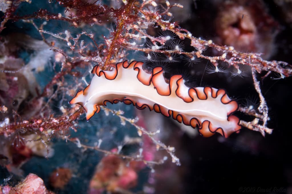 Orsak's Flatworm (Maiazoon orsaki)