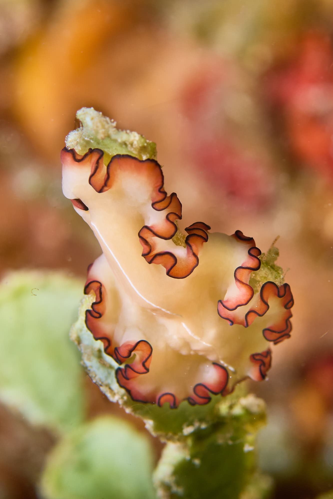 Orsak's Flatworm (Maiazoon orsaki)