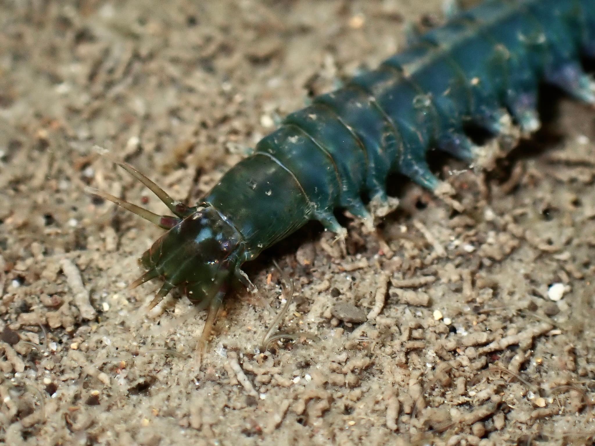 Clam Worm (Nereis vexillosa)