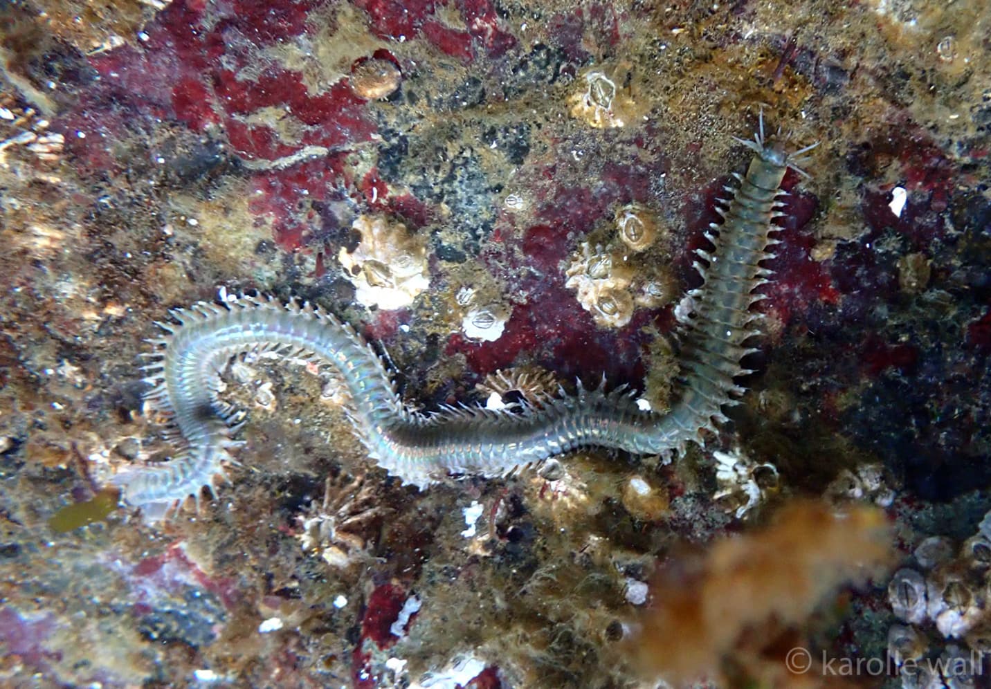 Clam Worm (Nereis vexillosa)