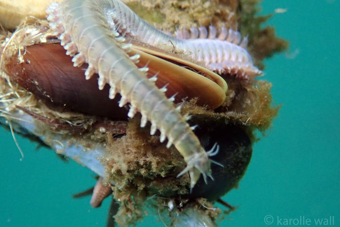 Clam Worm (Nereis vexillosa)