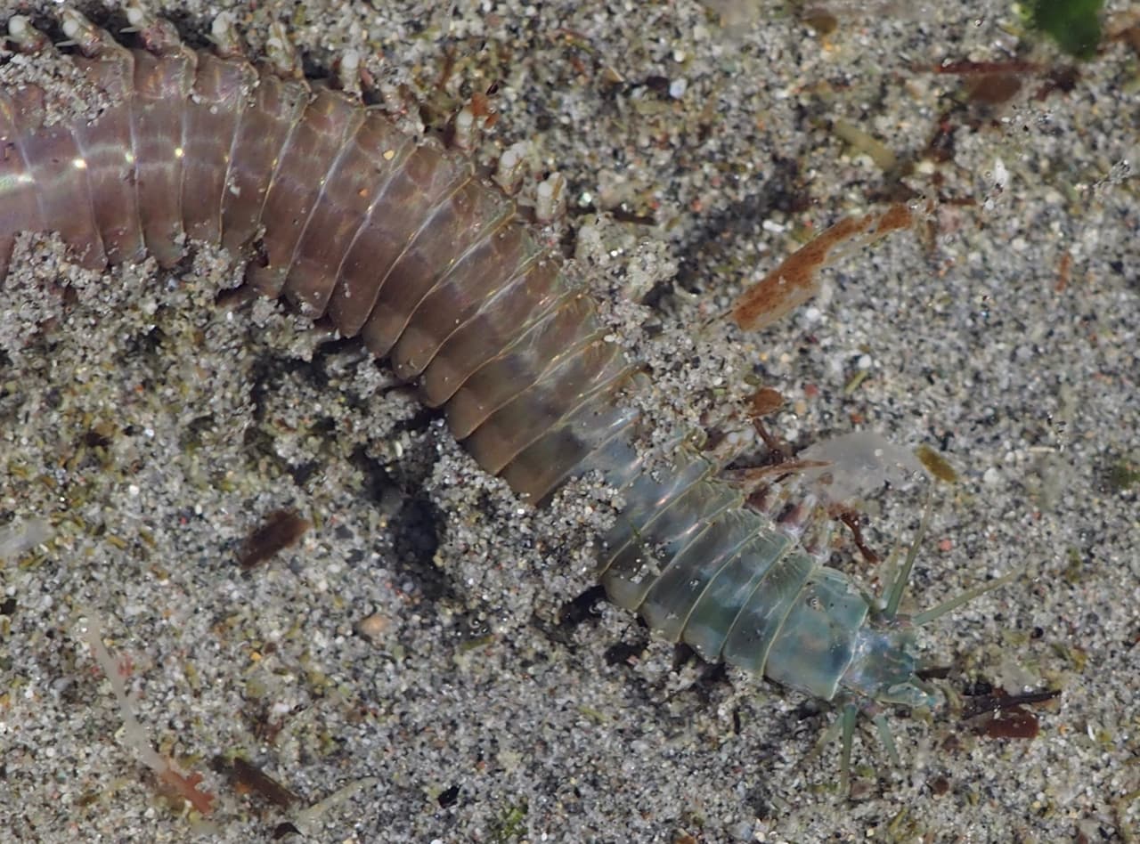 Clam Worm (Nereis vexillosa)