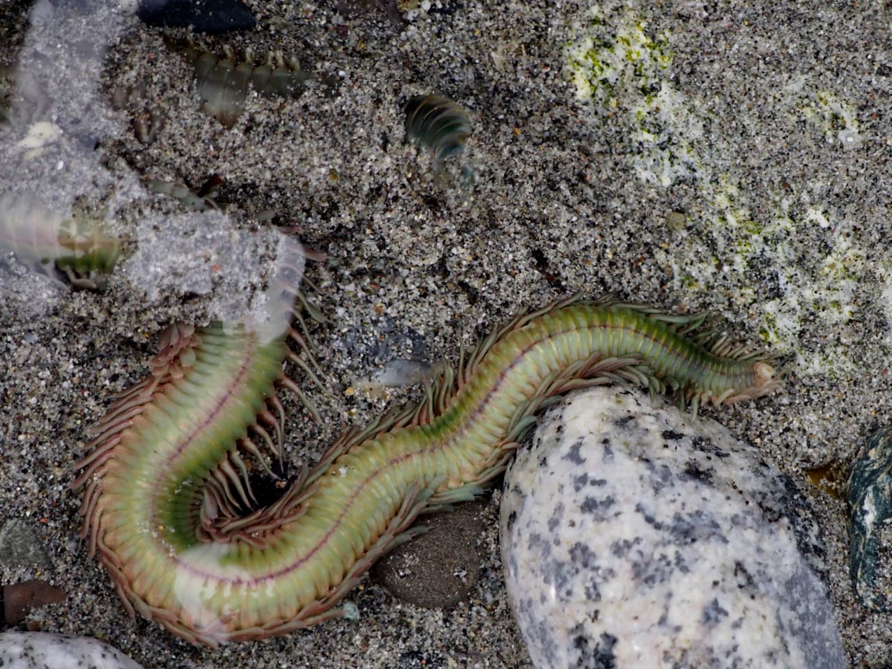 Clam Worm (Nereis vexillosa)