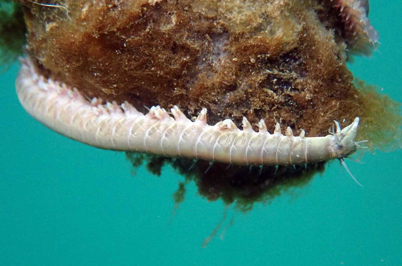 Clam Worm (Nereis vexillosa)