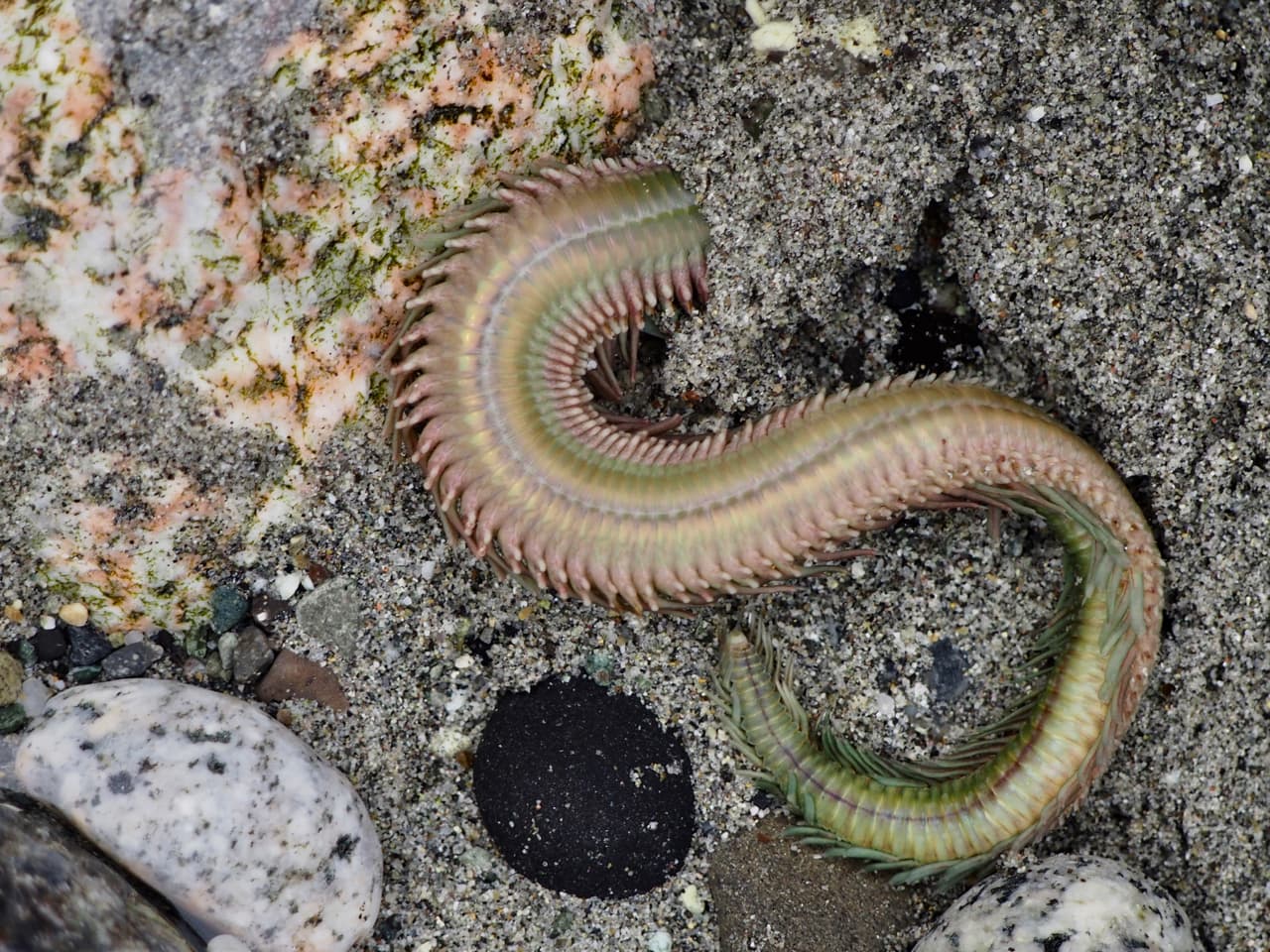 Clam Worm (Nereis vexillosa)