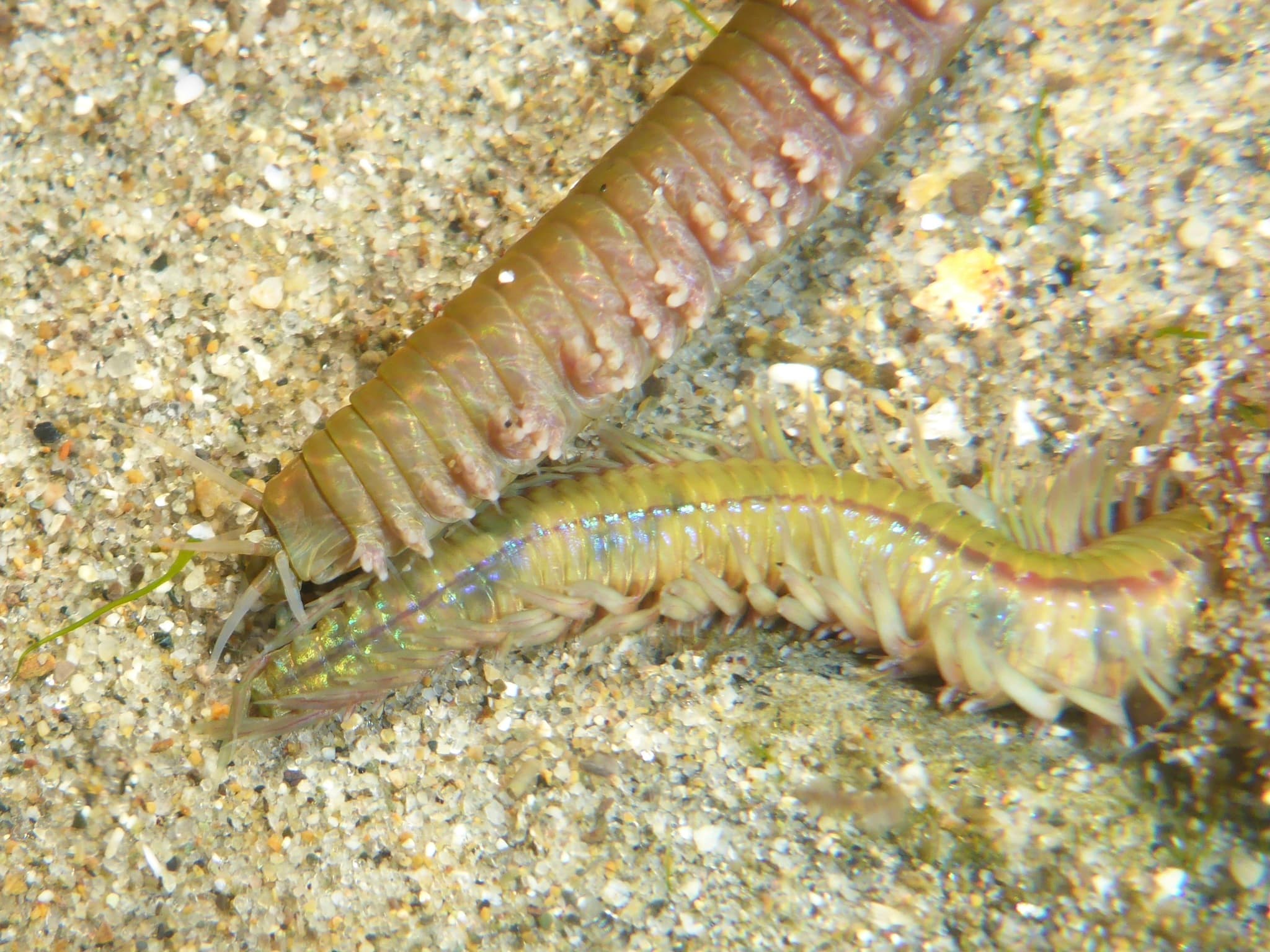 Clam Worm (Nereis vexillosa)