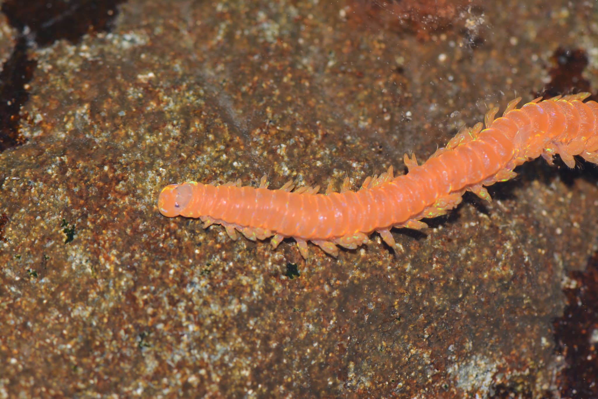 Glowing Paddle Worm (Oenone fulgida)