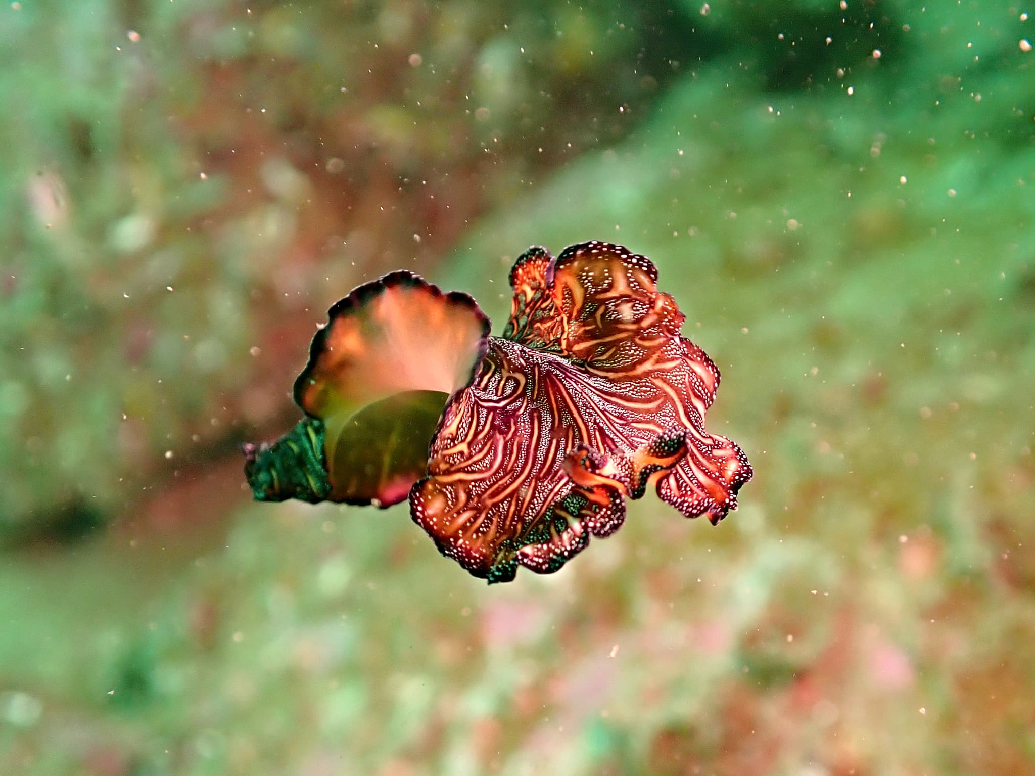 Persian Carpet Flatworm (Pseudobiceros bedfordi)