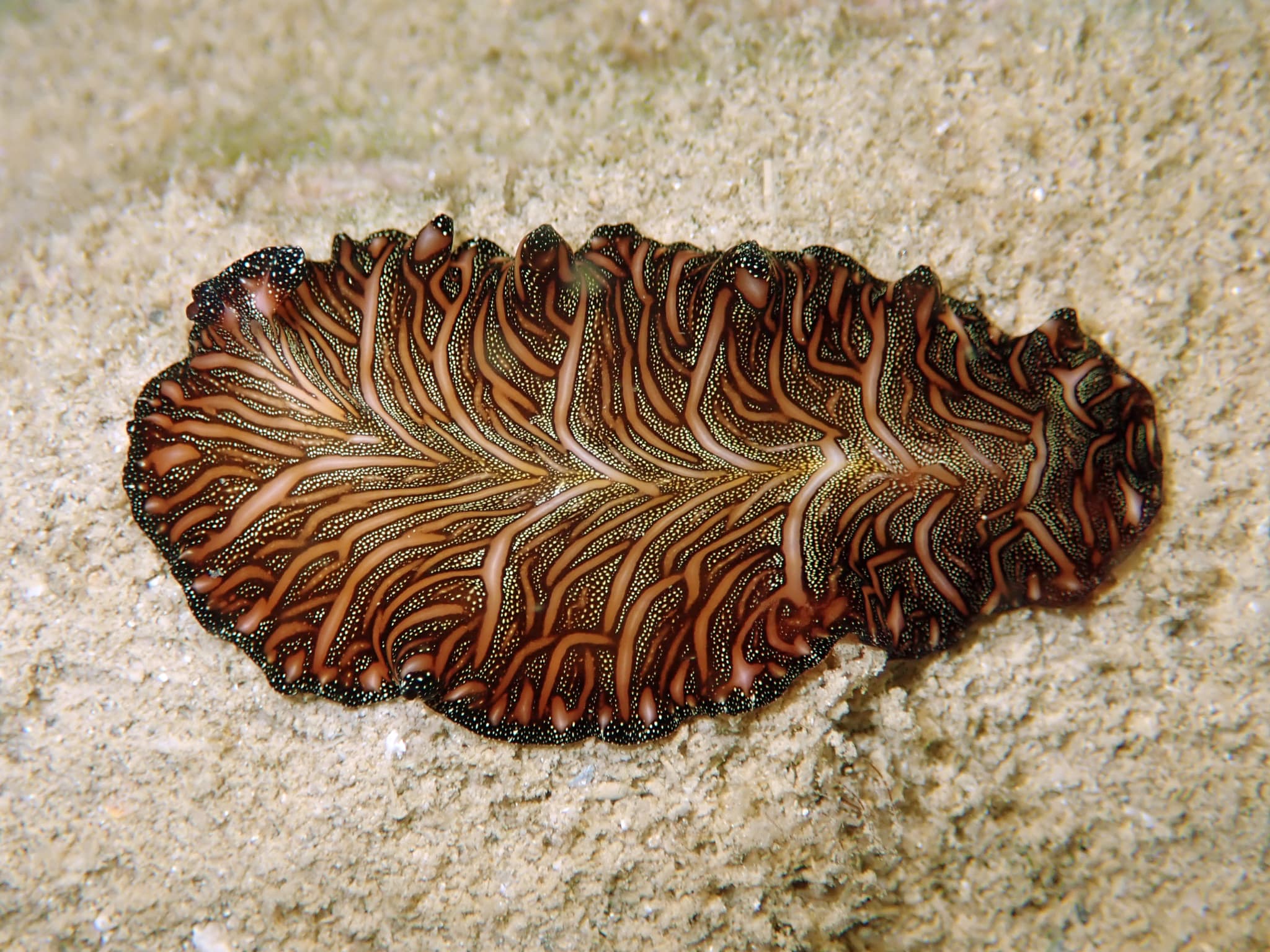 Persian Carpet Flatworm (Pseudobiceros bedfordi)