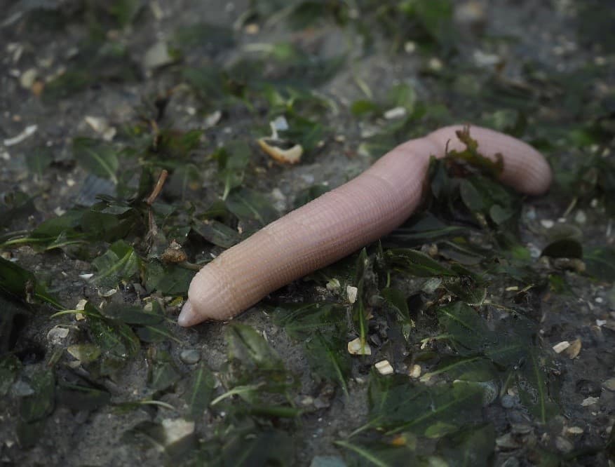 Peanut Worm (Sipunculus nudus)