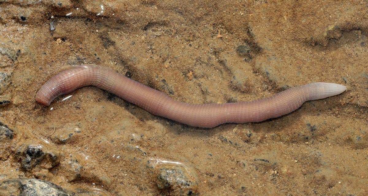 Peanut Worm (Sipunculus nudus) – Complete Care Guide | Reeflings