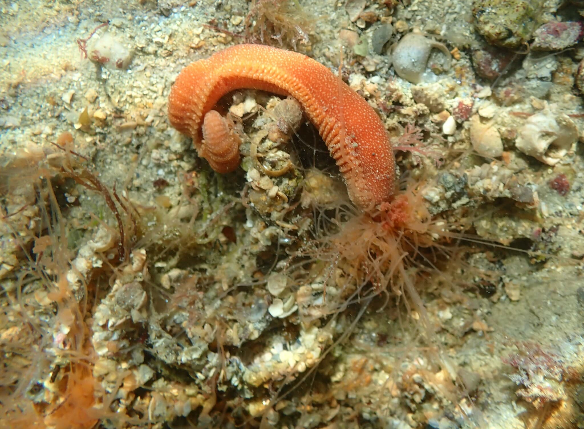 Strawberry Worm (Eupolymnia nebulosa)