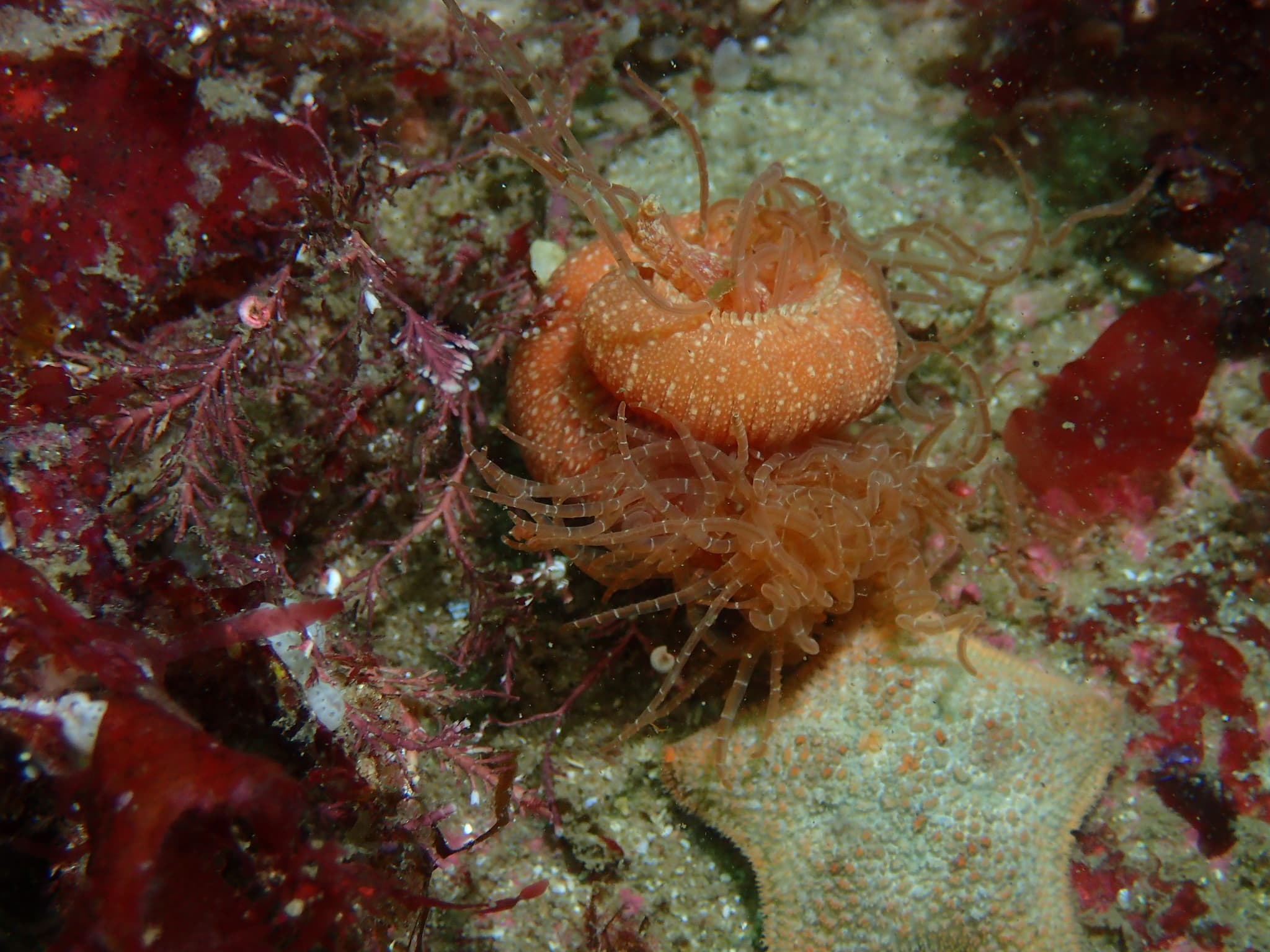 Strawberry Worm (Eupolymnia nebulosa)