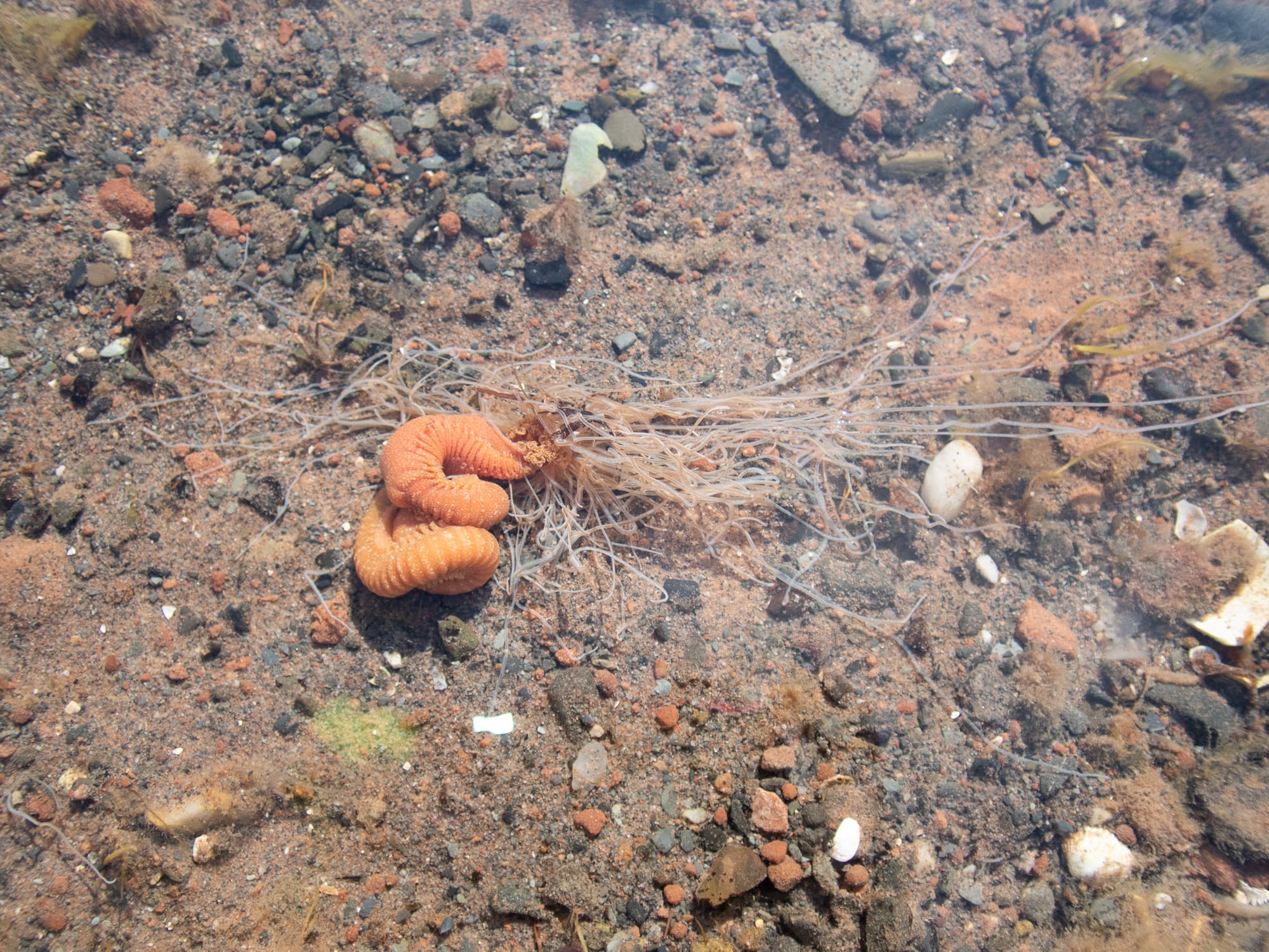 Strawberry Worm (Eupolymnia nebulosa)