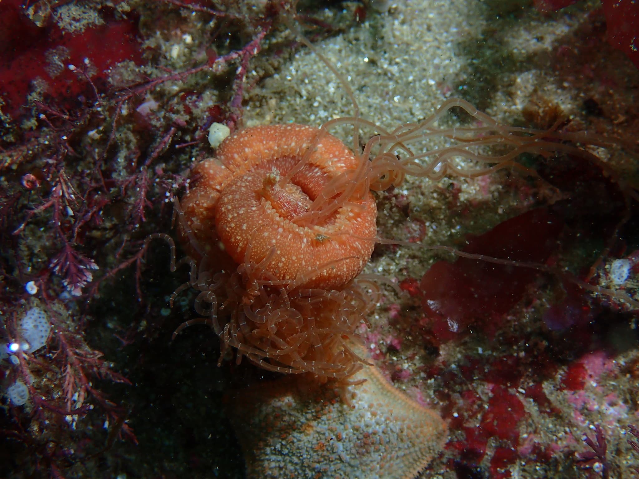 Strawberry Worm (Eupolymnia nebulosa)