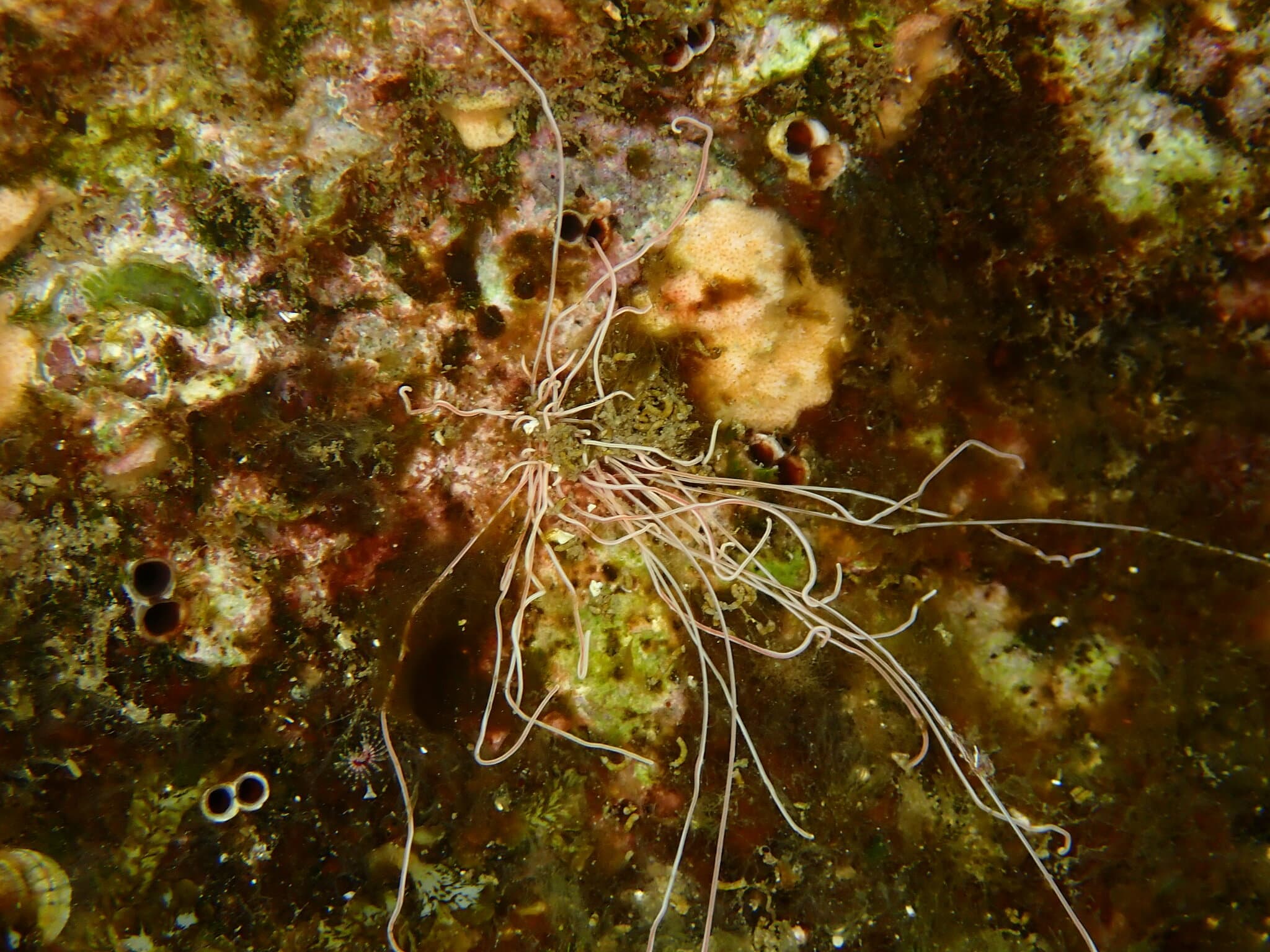 Strawberry Worm (Eupolymnia nebulosa)