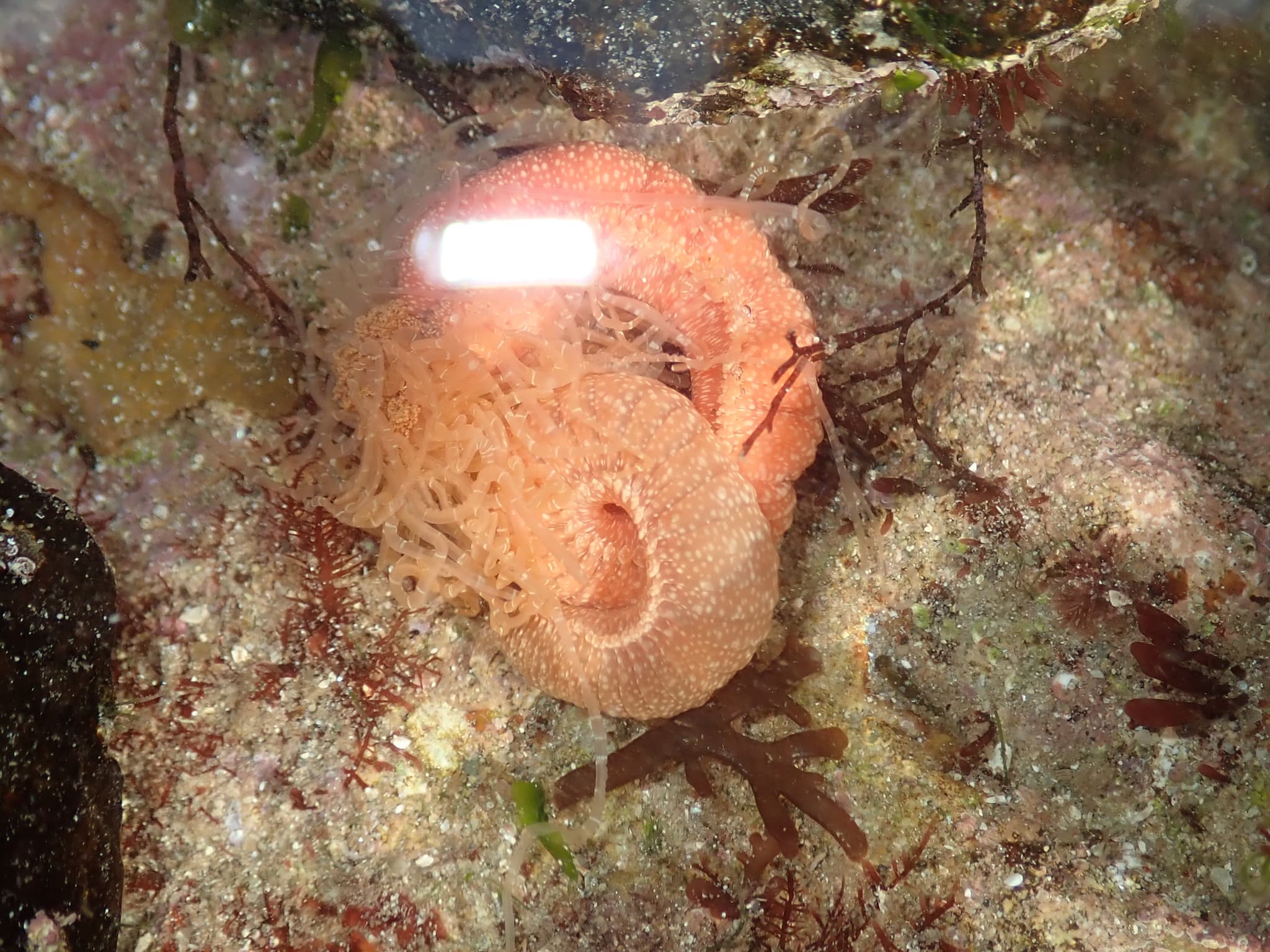 Strawberry Worm (Eupolymnia nebulosa)