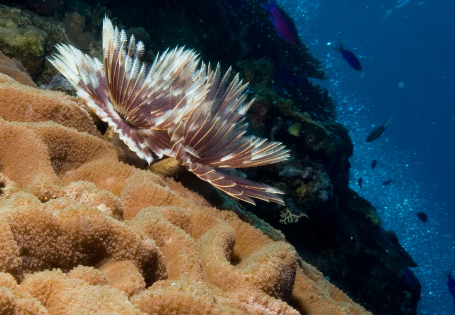 Feather Duster Worm (Sabellastarte sanctijosephi)