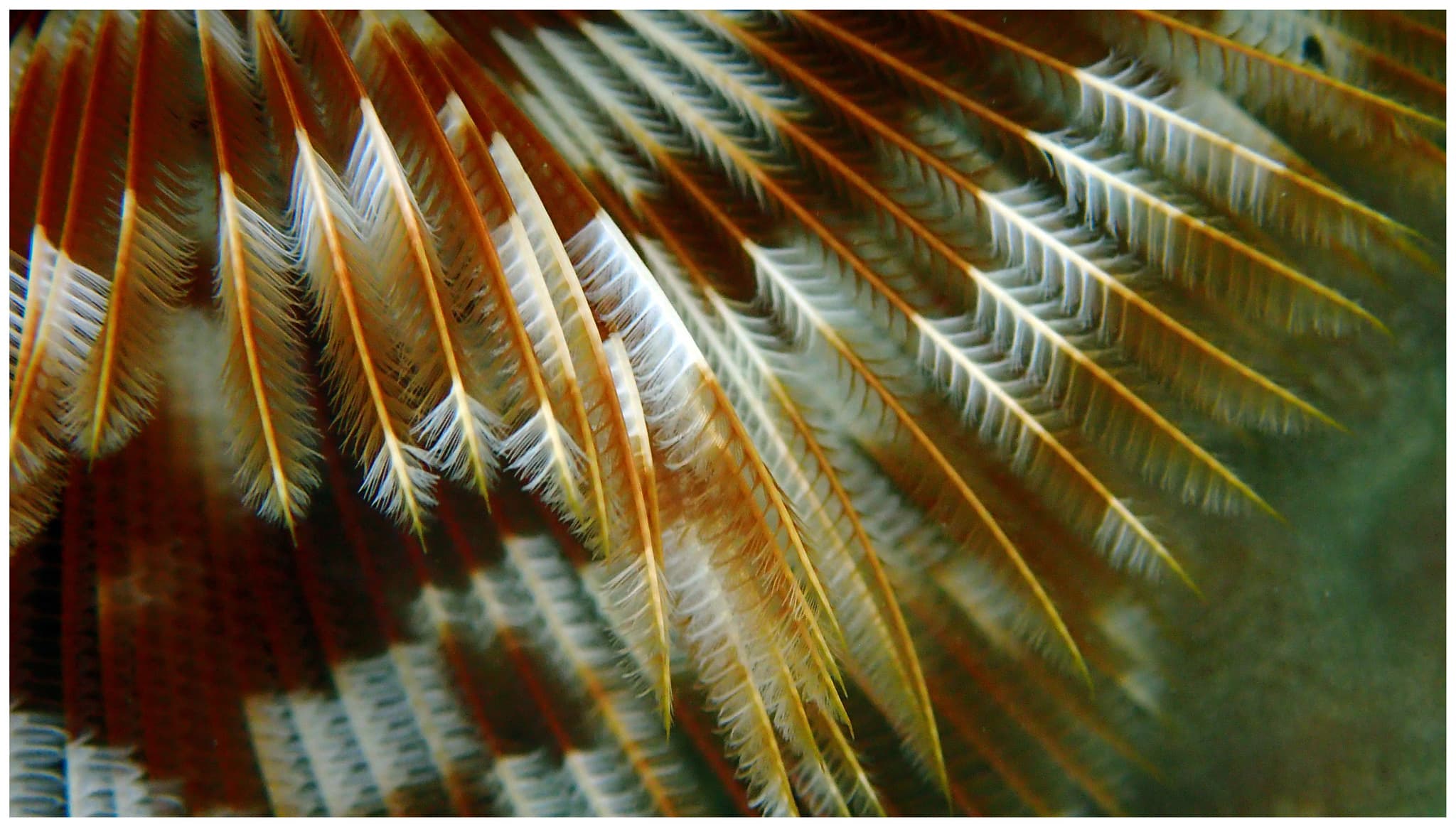 Feather Duster Worm (Sabellastarte sanctijosephi) close-up