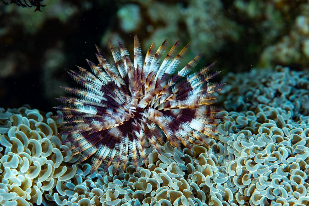 Feather Duster Worm (Sabellastarte sanctijosephi)