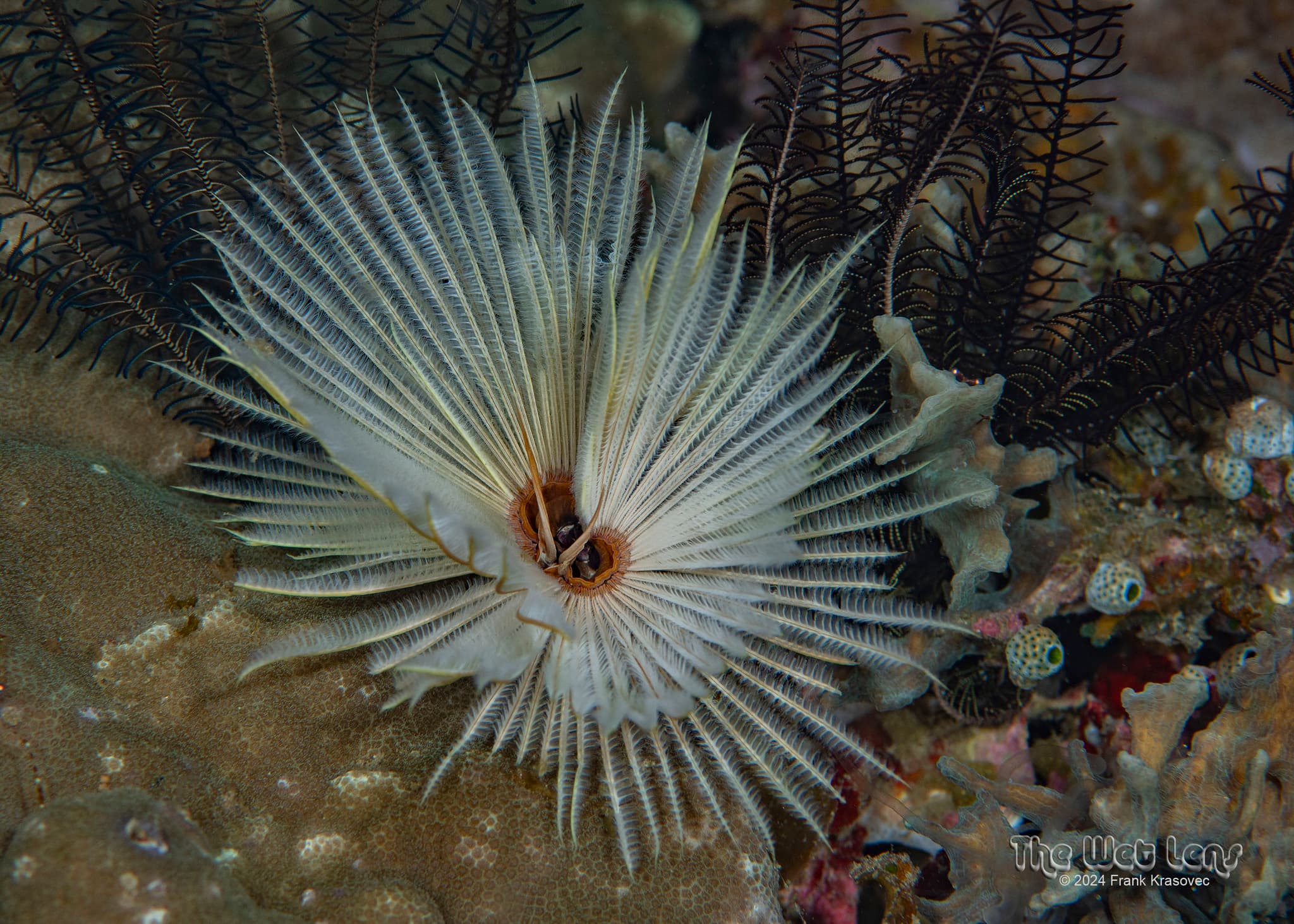 Feather Duster Worm (Sabellastarte sanctijosephi)