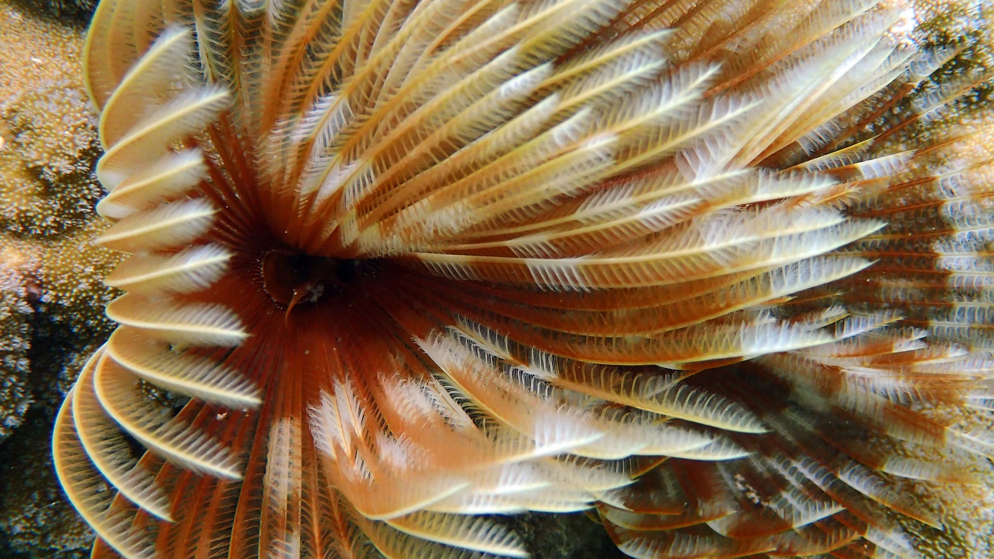 Feather Duster Worm (Sabellastarte sanctijosephi) close-up