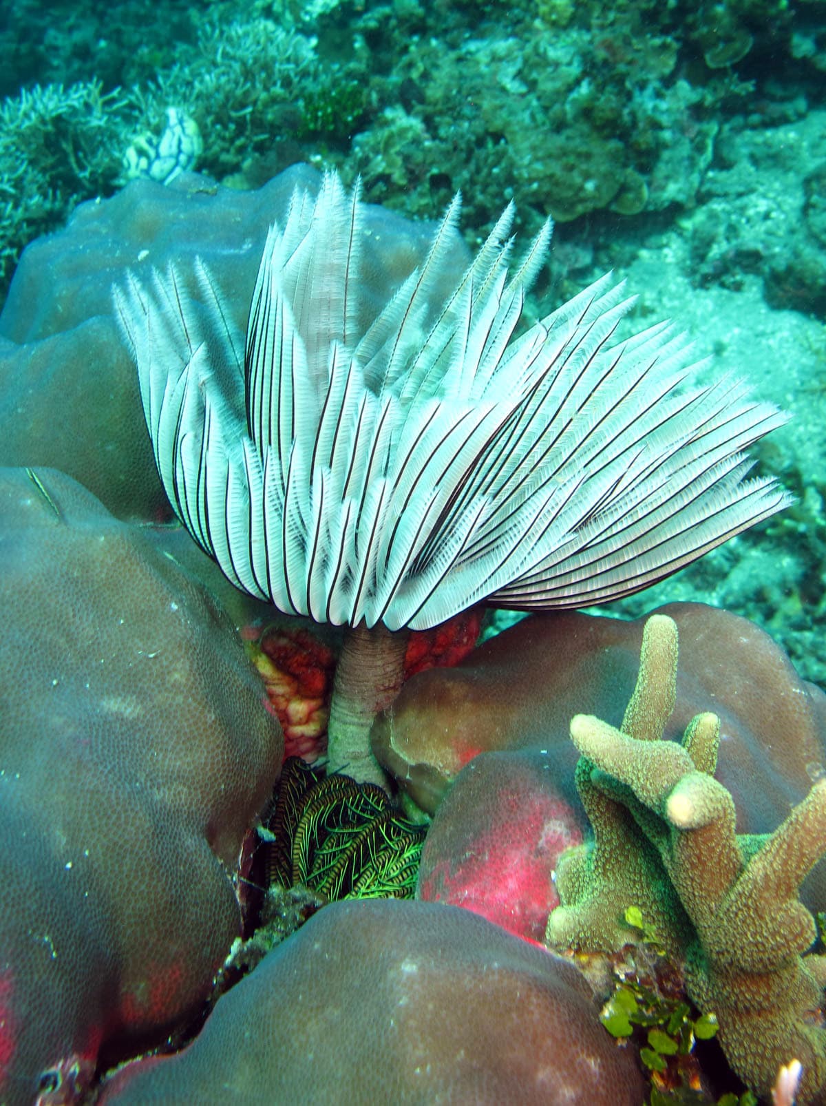 Feather Duster Worm (Sabellastarte sanctijosephi)