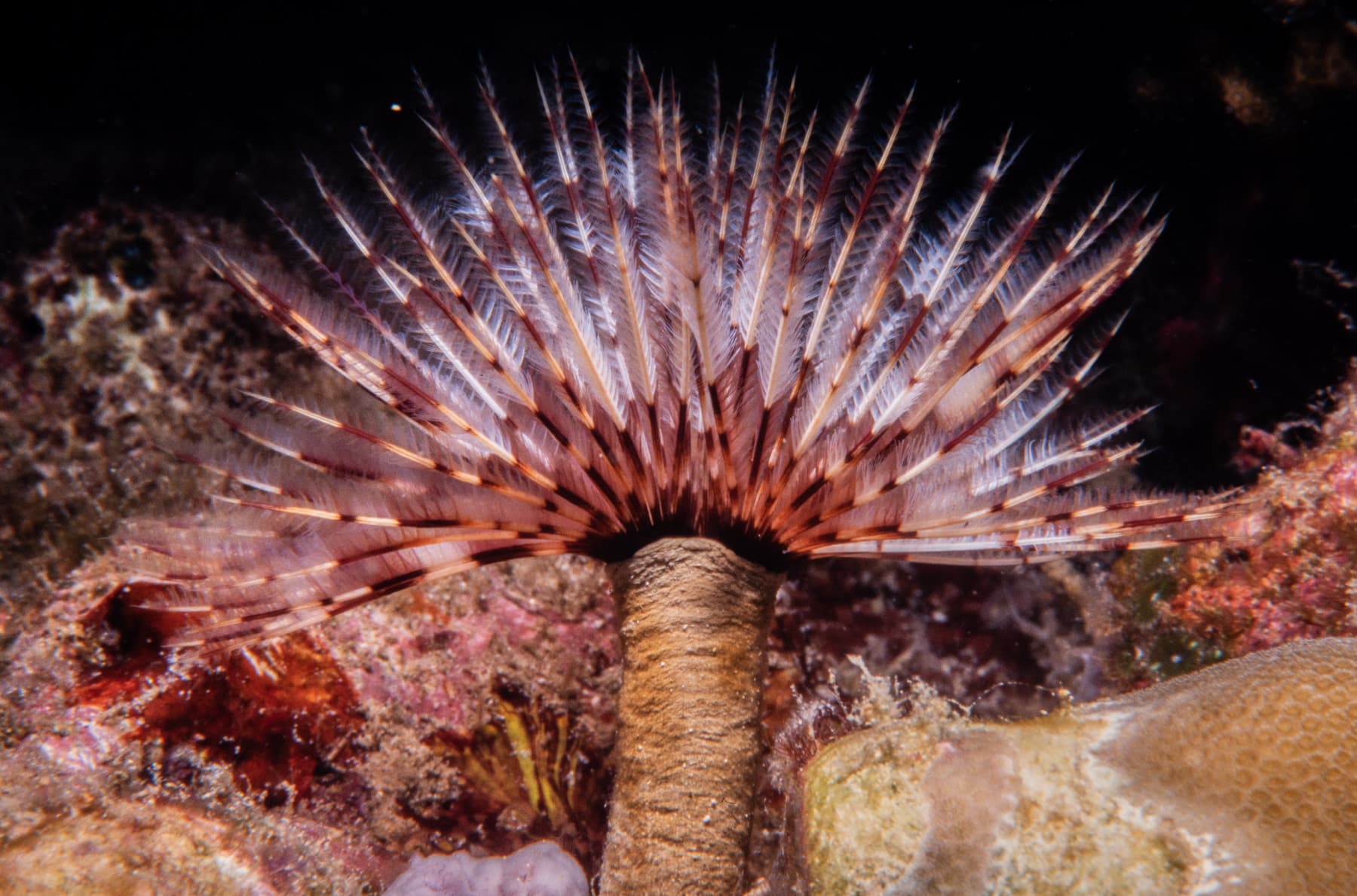 Feather Duster Worm (Sabellastarte sanctijosephi)