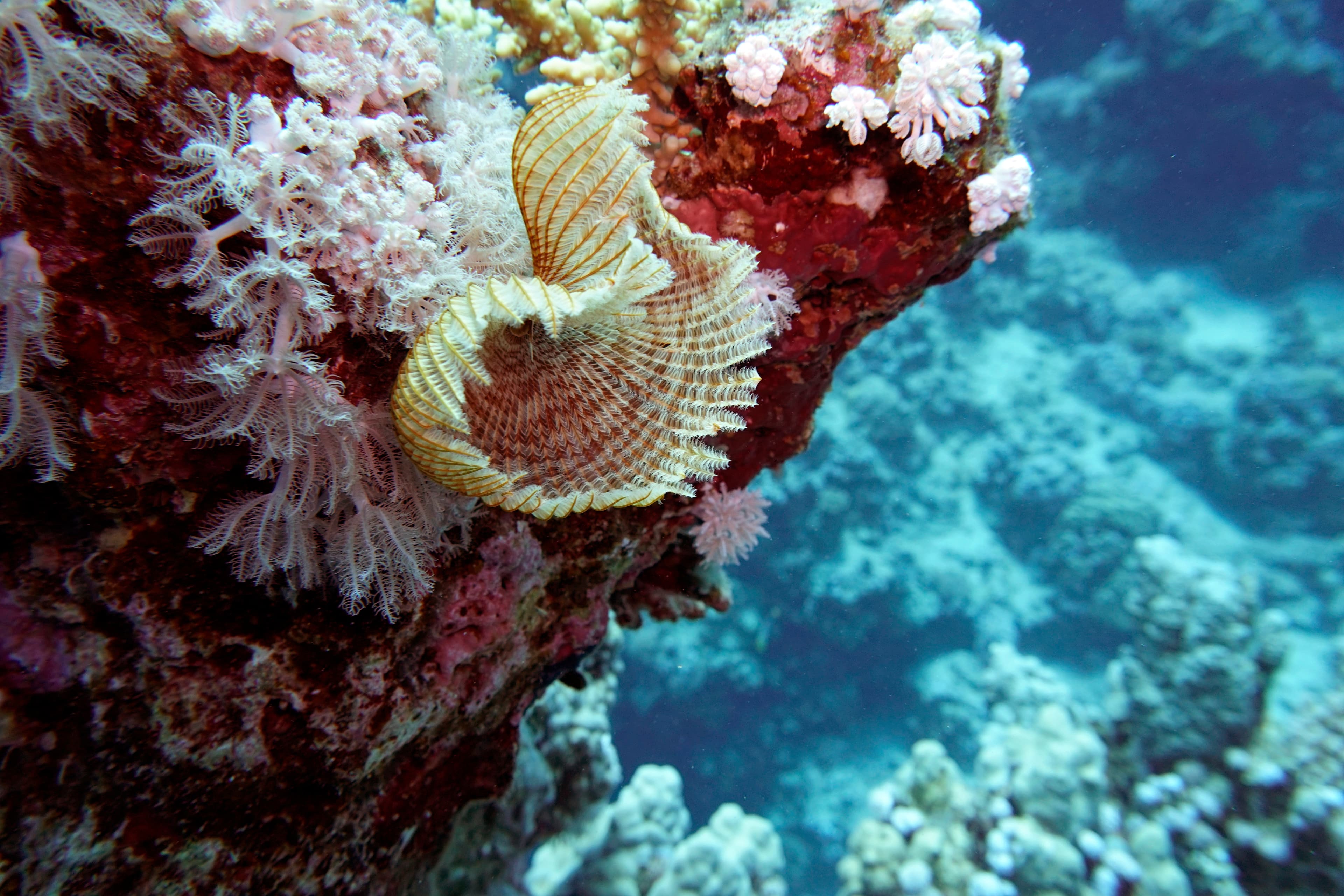 Feather Duster Worm (Sabellastarte sanctijosephi)