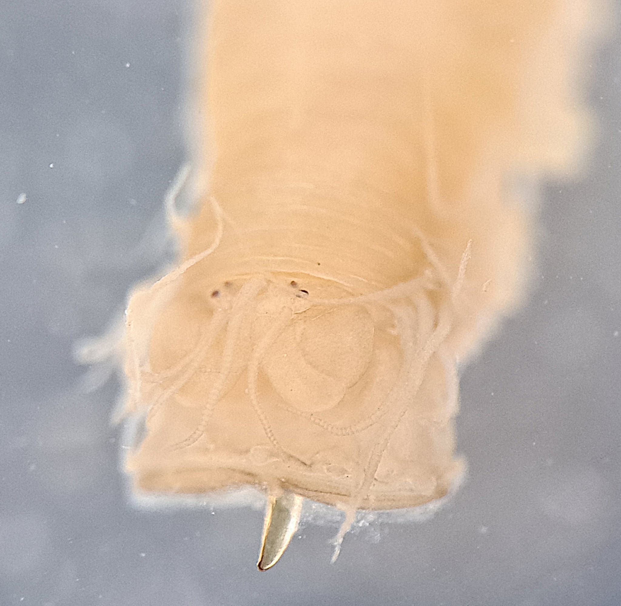 Sponge Worm (Haplosyllis spongicola)