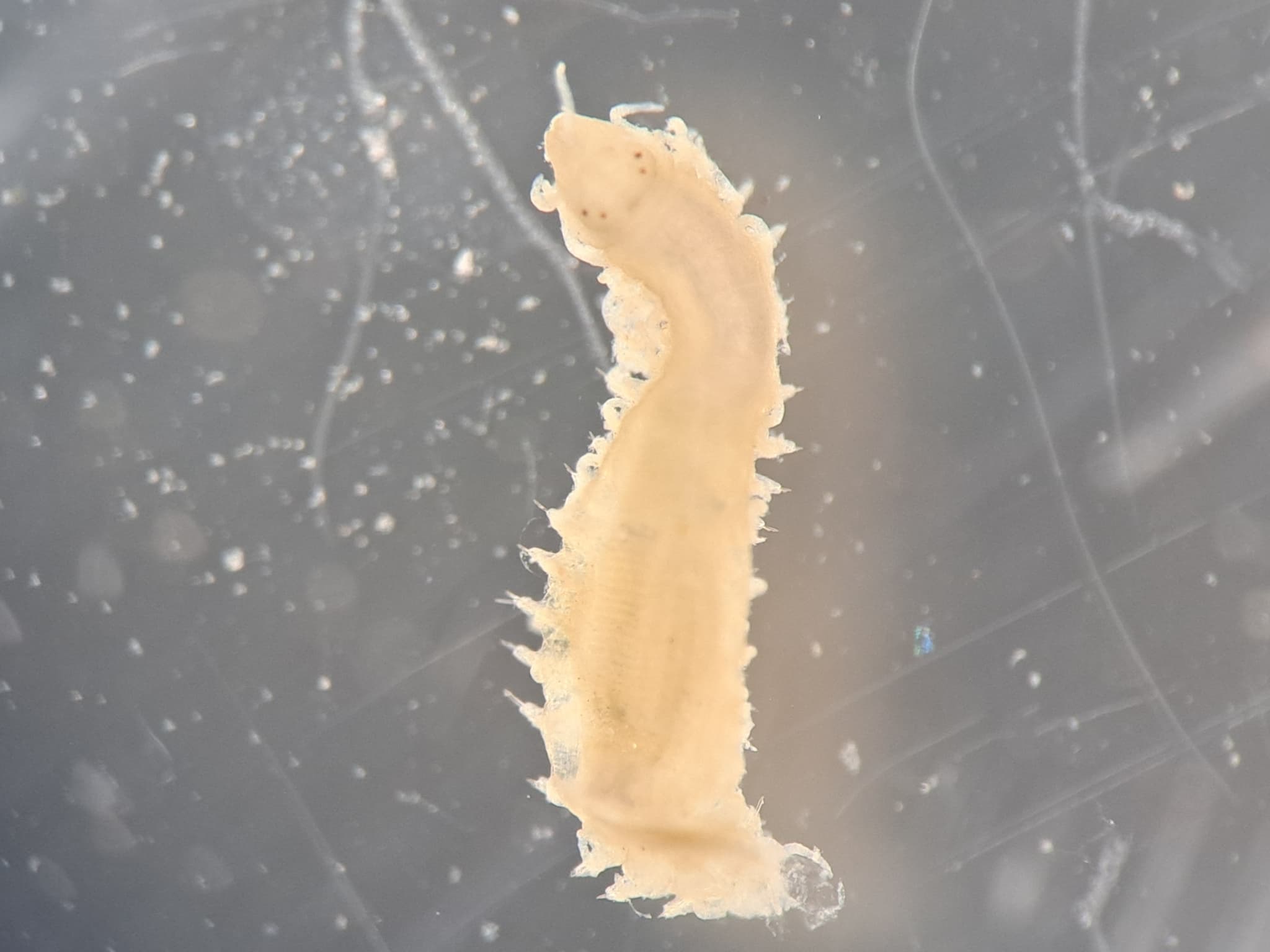 Sponge Worm (Haplosyllis spongicola)