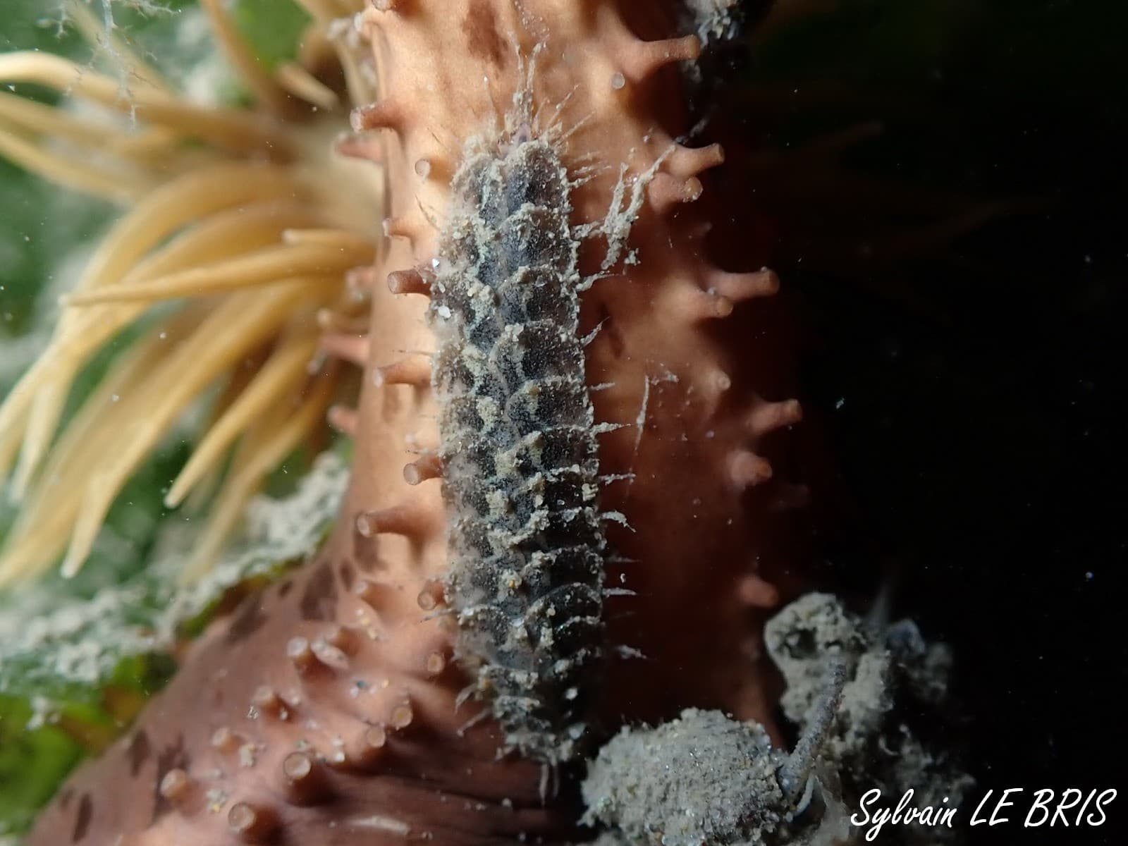 Scale Worm (Lepidonotus clava)