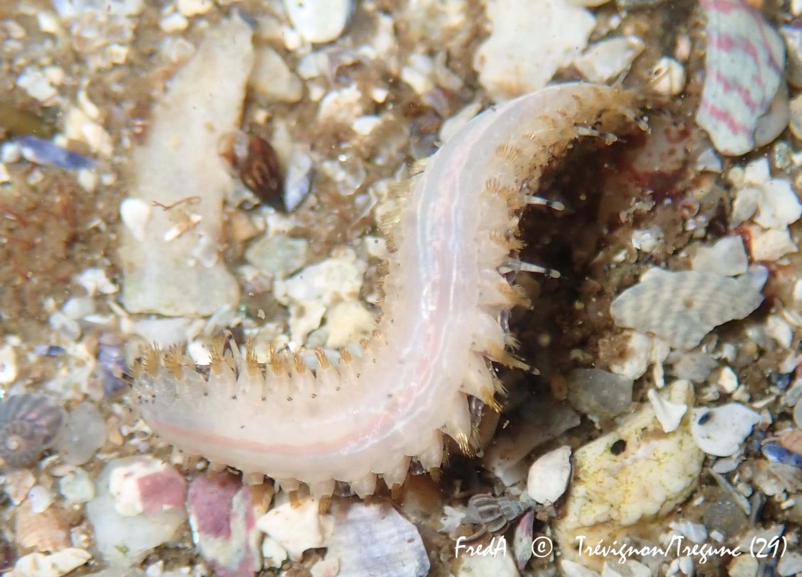 Scale Worm (Lepidonotus clava)