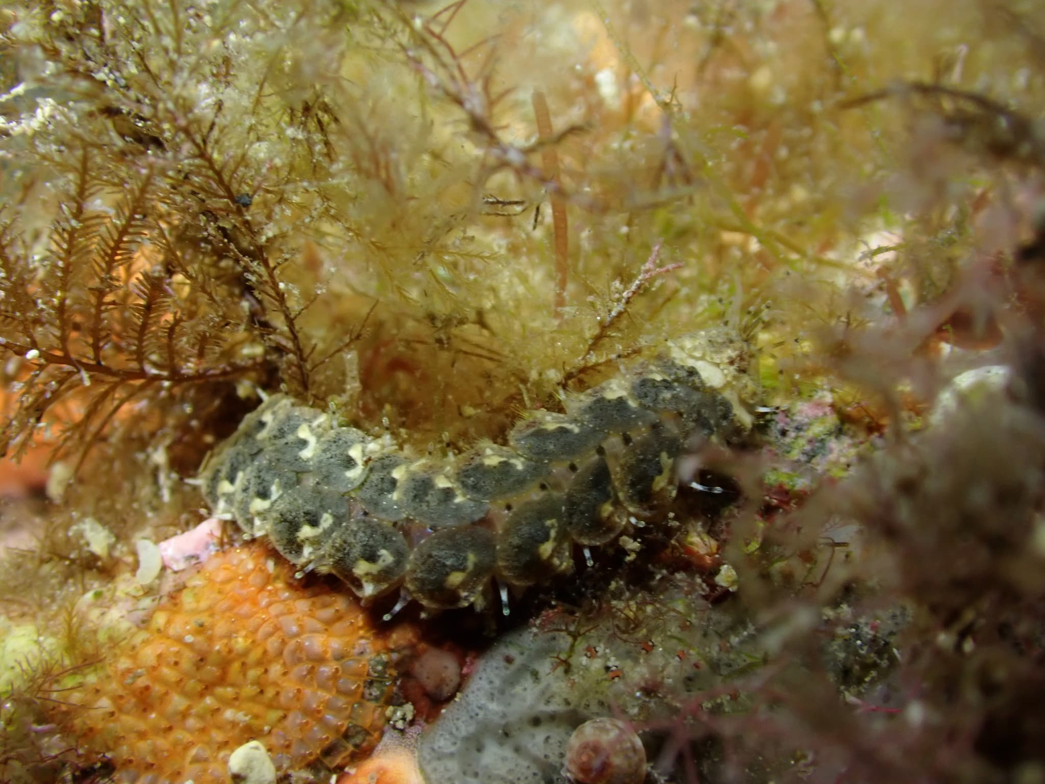 Scale Worm (Lepidonotus clava)