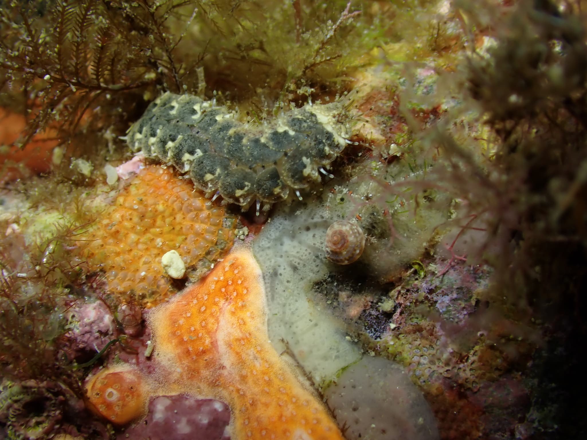 Scale Worm (Lepidonotus clava)