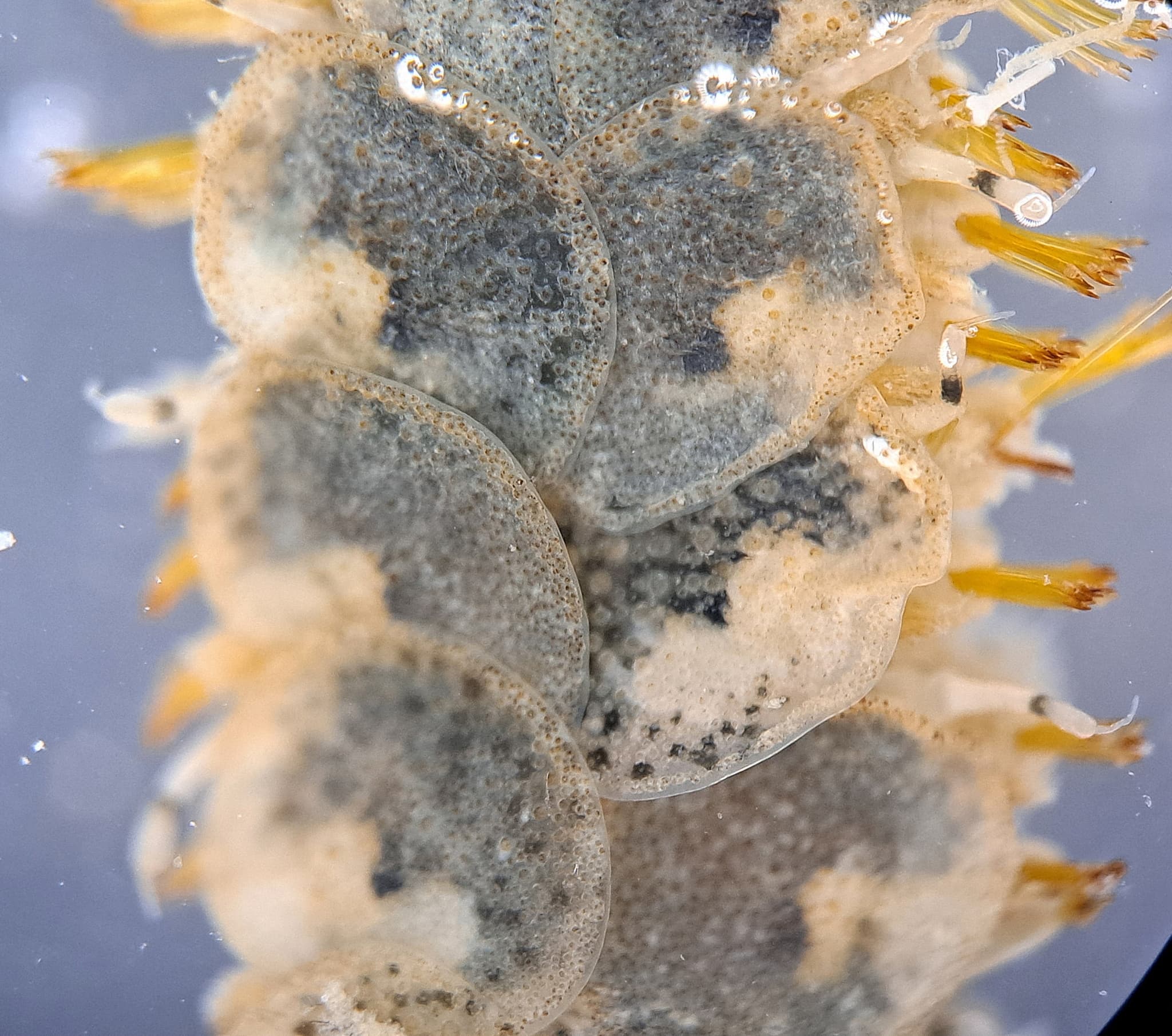 Scale Worm (Lepidonotus clava) scale close-up