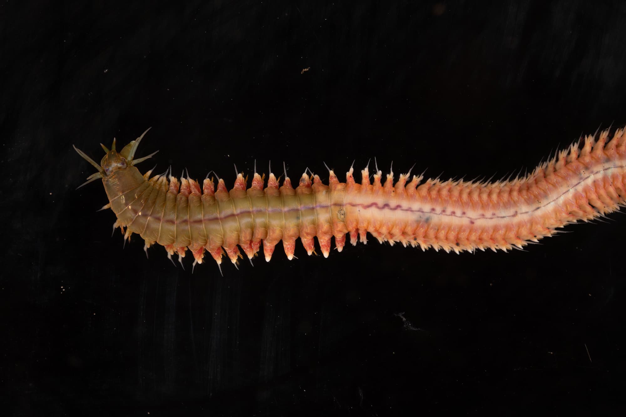 Slender Ragworm (Nereis pelagica)