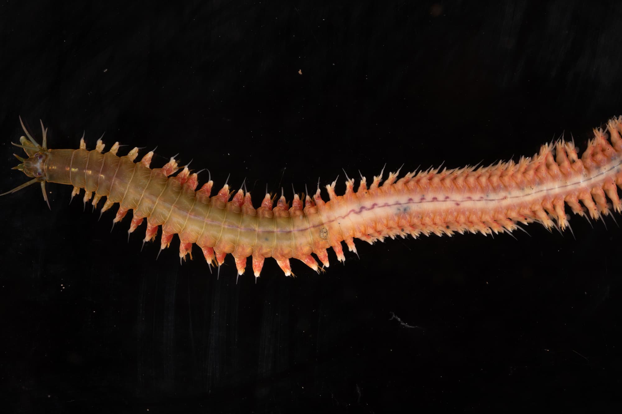 Slender Ragworm (Nereis pelagica)