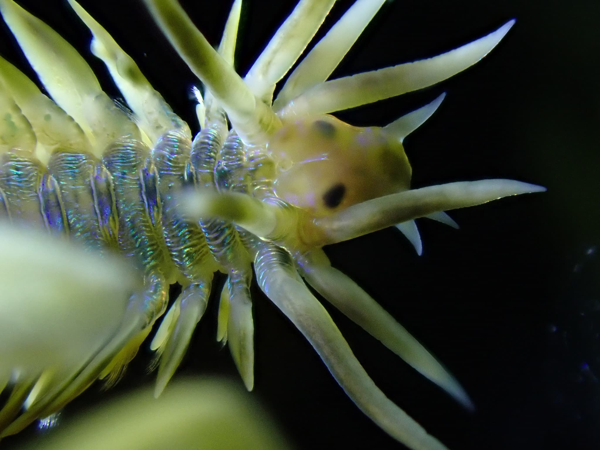 Lamellate Leaf Worm (Phyllodoce lamelligera) close-up