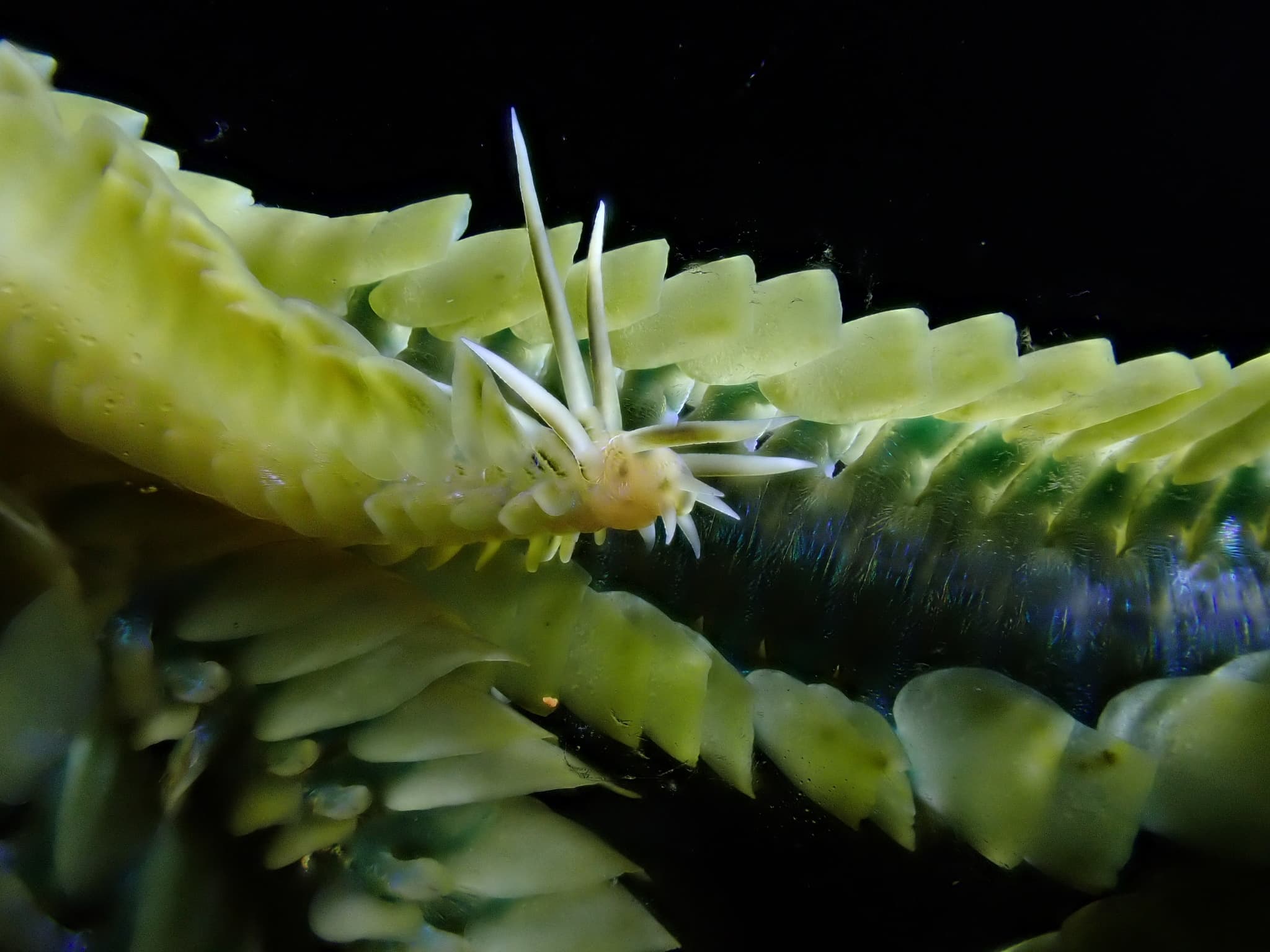 Lamellate Leaf Worm (Phyllodoce lamelligera)